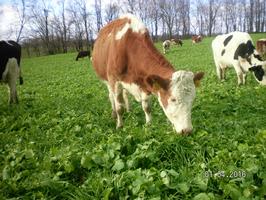 One of the Horst's first Fleckvieh cows_thumb